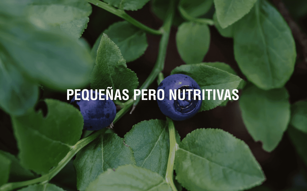 Beneficios de las berries