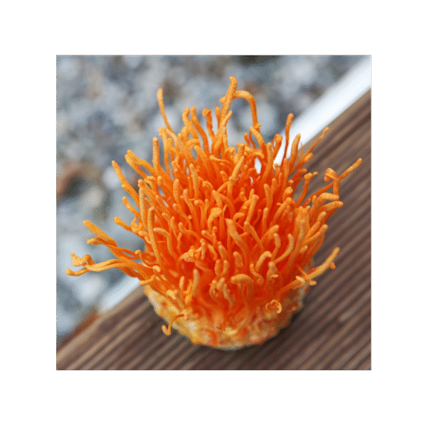 Cordyceps Extracto 150 cápsulas | 500mg Adaptoheal® - Imagen 4