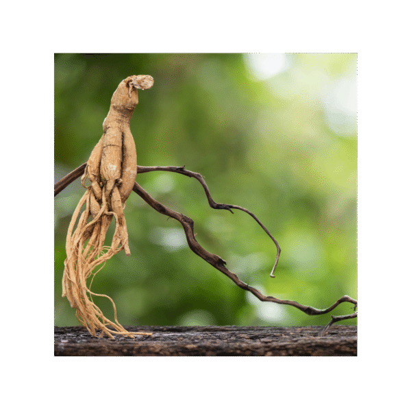 Ginseng Panax 150 cápsulas | 500mg Adaptoheal® - Imagen 4